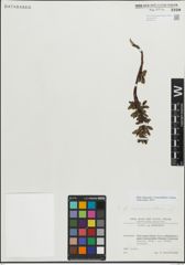 Foto von Salix myrsinifolia Salisb. x Salix retusa L.